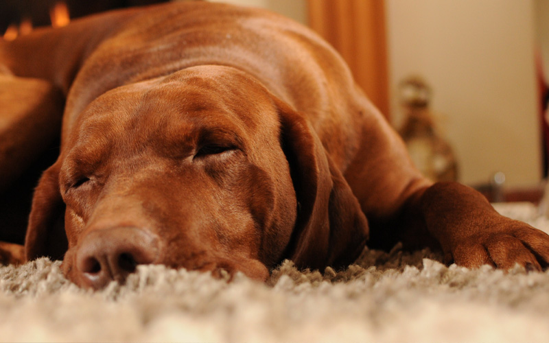 Clean Slate Cleaning sleeping don on carpet